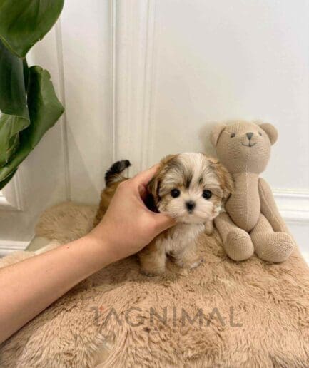 Morkie puppy for sale, dog for sale at Tagnimal