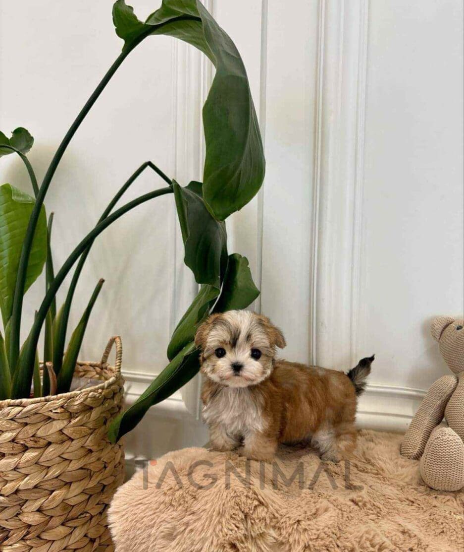 Morkie puppy for sale, dog for sale at Tagnimal