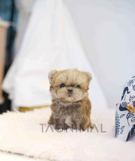 Morkie puppy for sale, dog for sale at Tagnimal