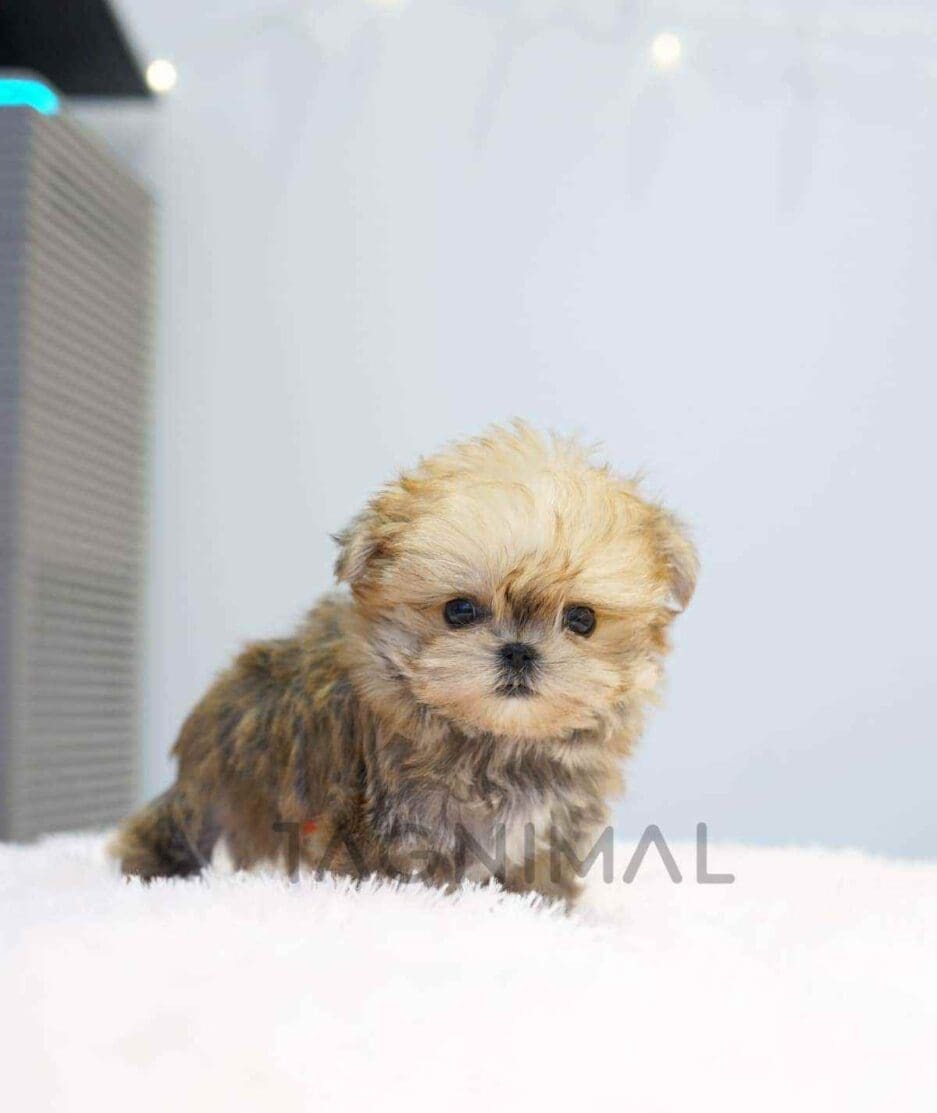 Morkie puppy for sale, dog for sale at Tagnimal