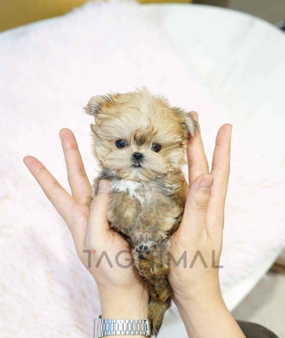 Morkie puppy for sale, dog for sale at Tagnimal