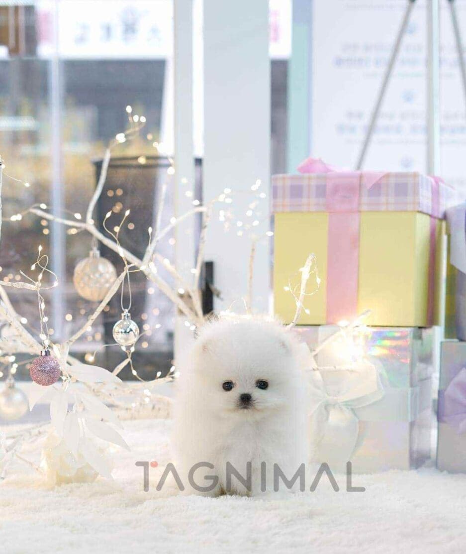 Pomeranian puppy for sale, dog for sale at Tagnimal