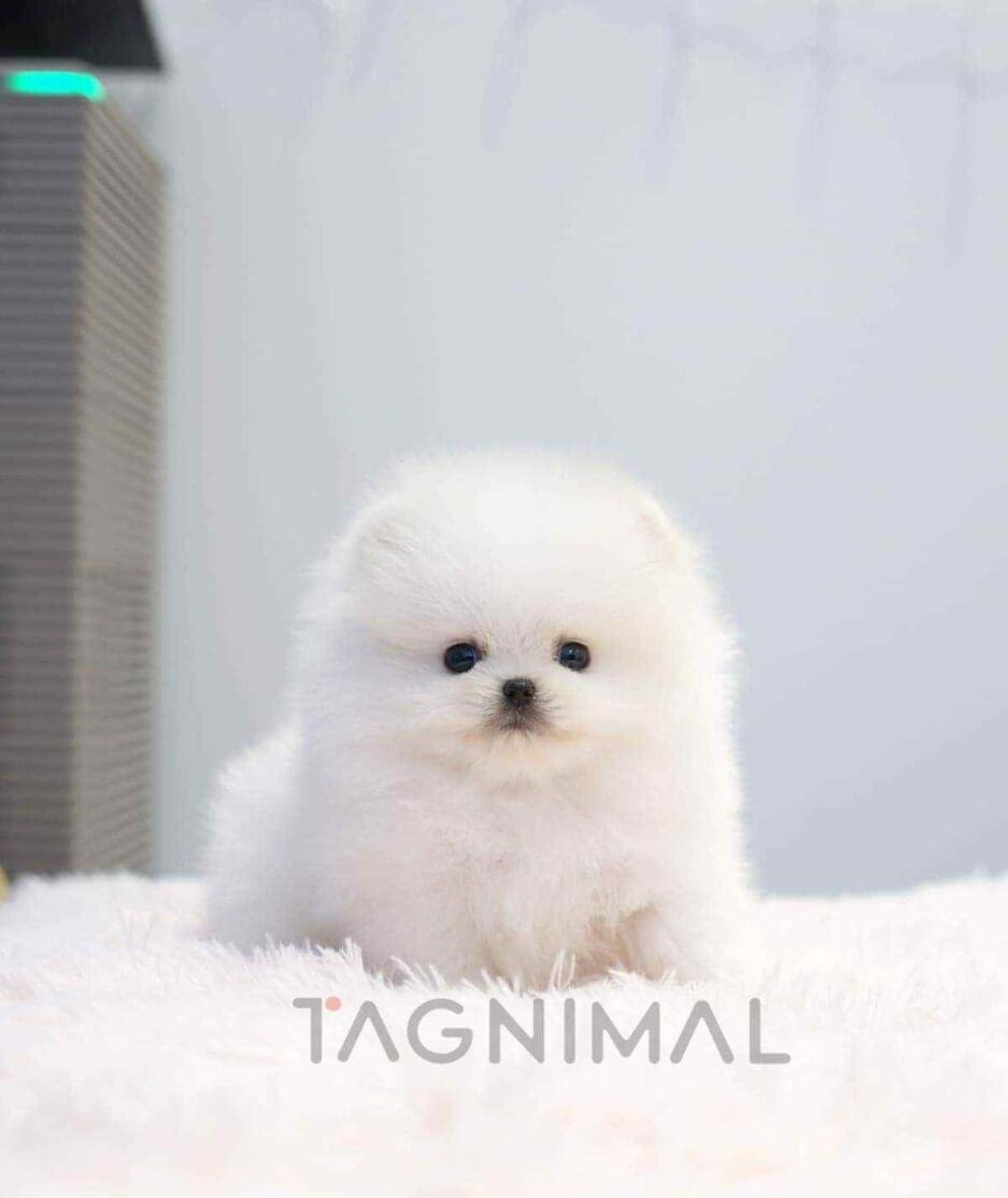 Pomeranian puppy for sale, dog for sale at Tagnimal