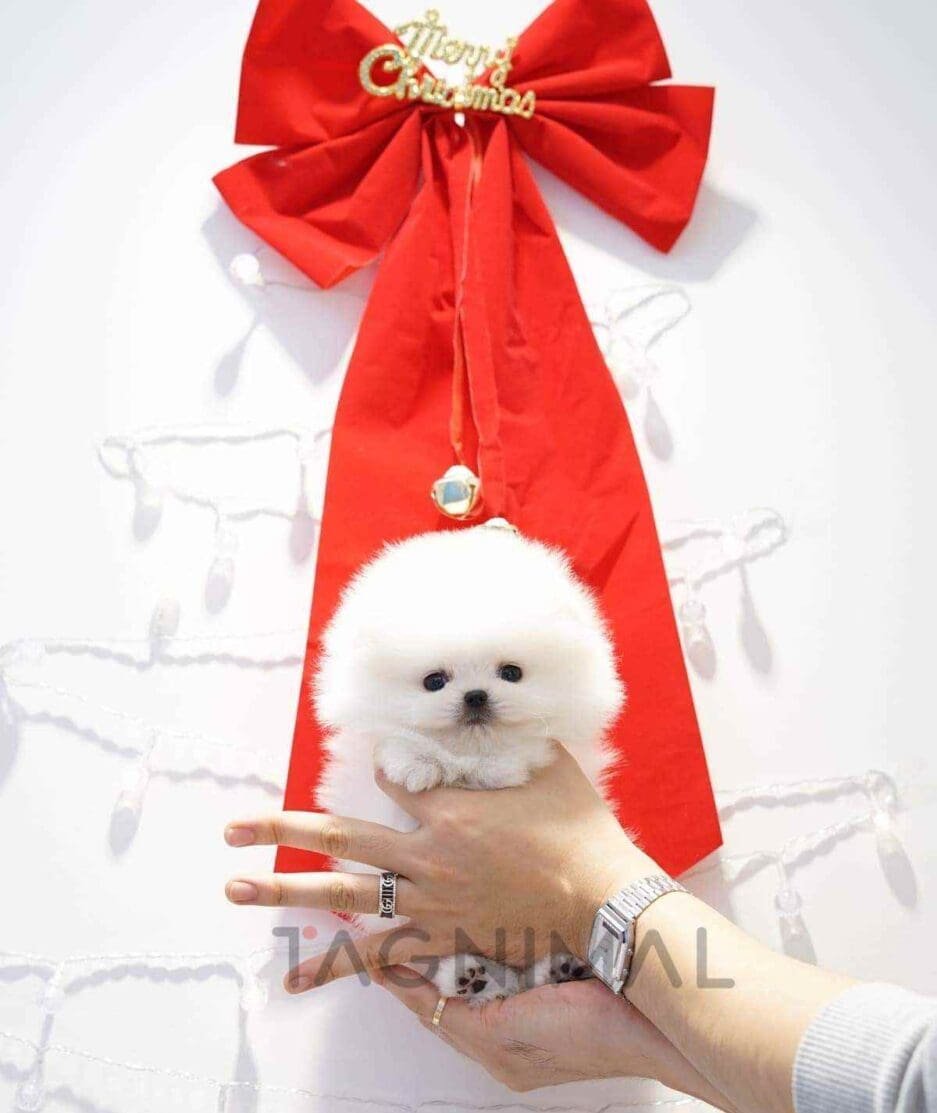 Pomeranian puppy for sale, dog for sale at Tagnimal