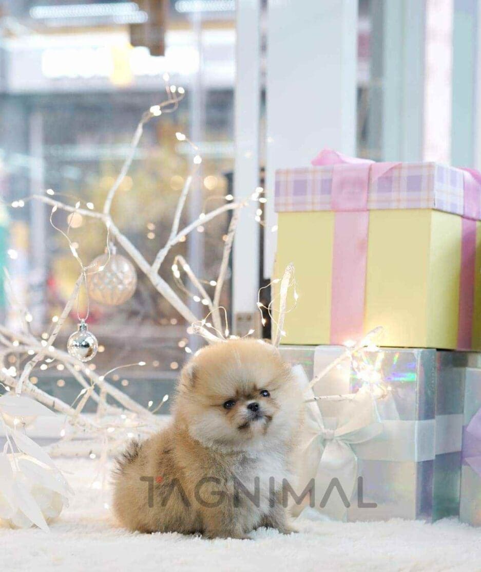 Pomeranian puppy for sale, dog for sale at Tagnimal