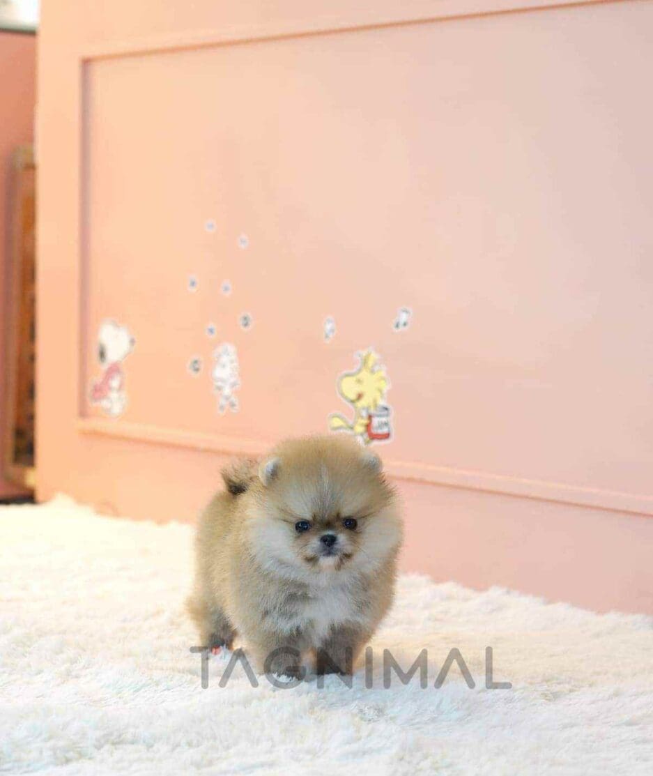 Pomeranian puppy for sale, dog for sale at Tagnimal