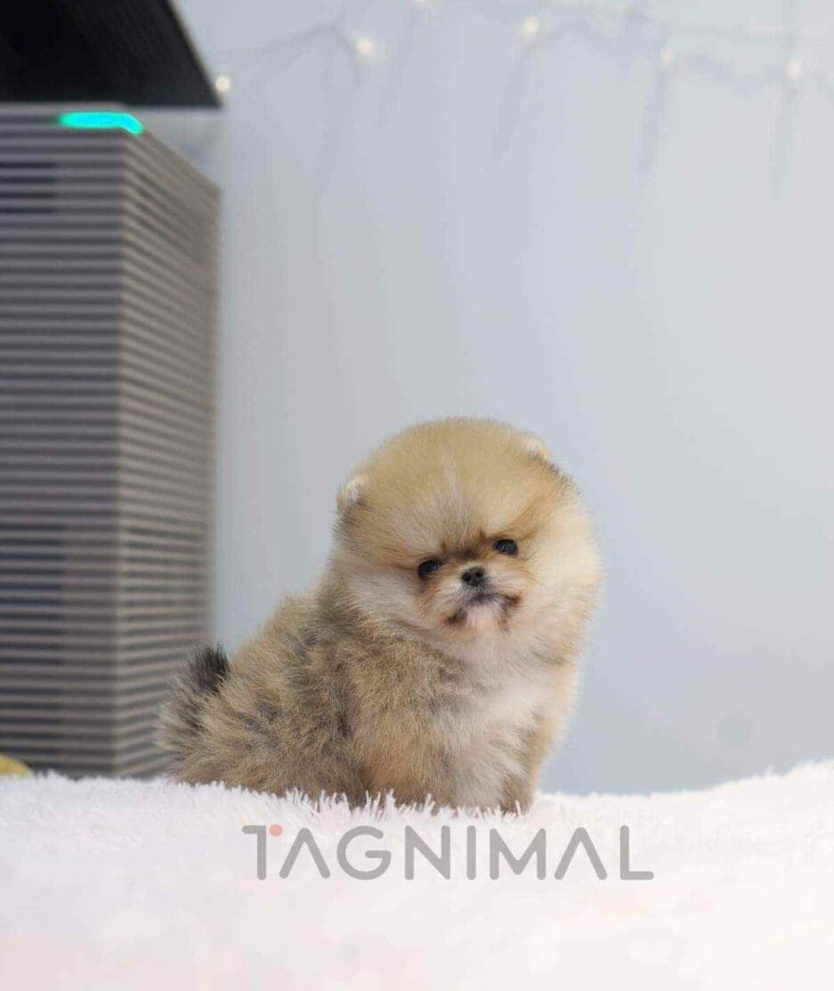 Pomeranian puppy for sale, dog for sale at Tagnimal