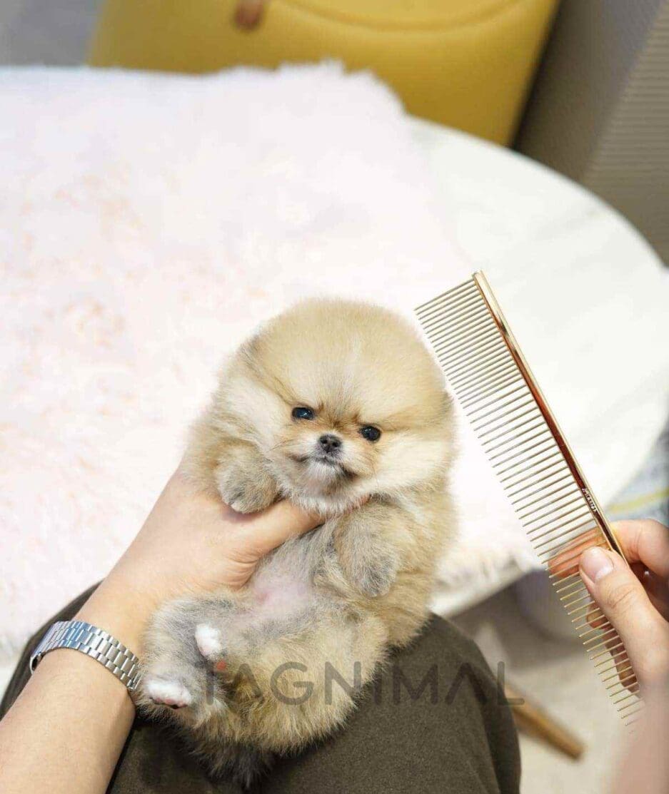 Pomeranian puppy for sale, dog for sale at Tagnimal