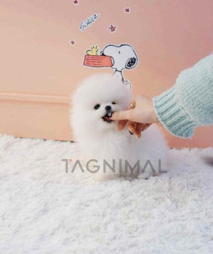 Pomeranian puppy for sale, dog for sale at Tagnimal