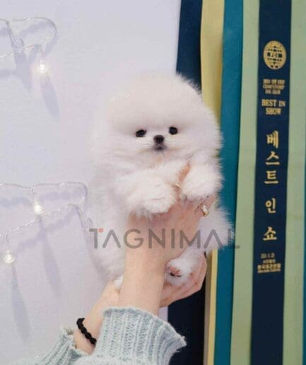 Pomeranian puppy for sale, dog for sale at Tagnimal