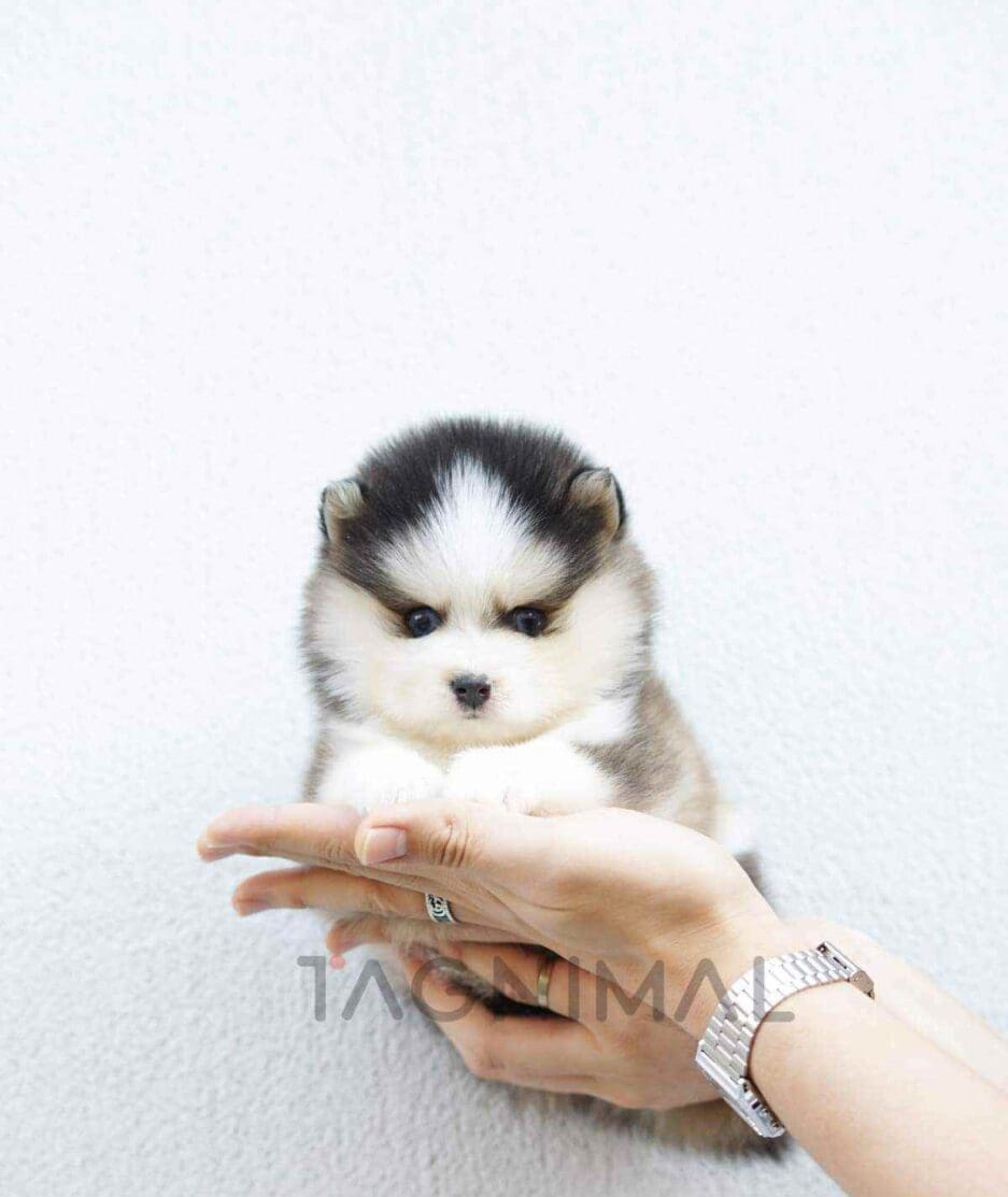 Pomsky puppy for sale, dog for sale at Tagnimal