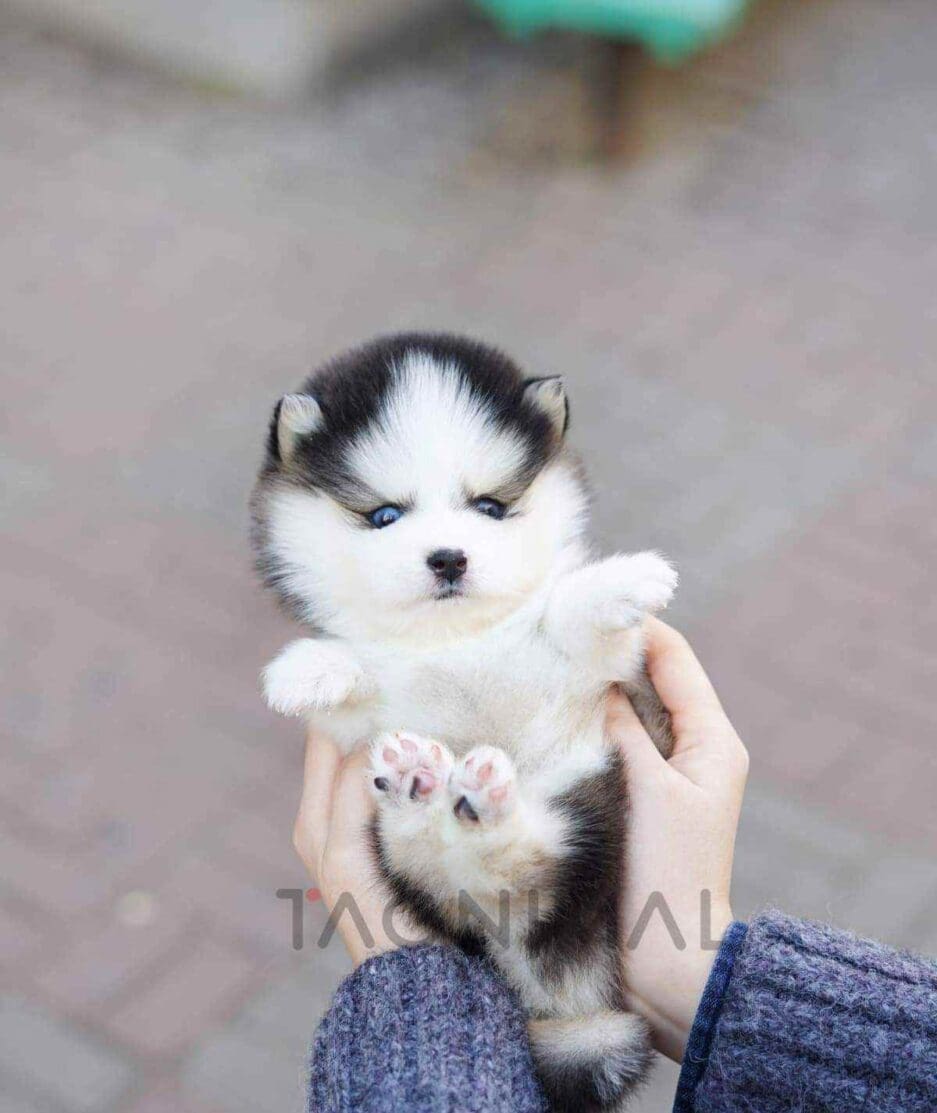 Pomsky puppy for sale, dog for sale at Tagnimal