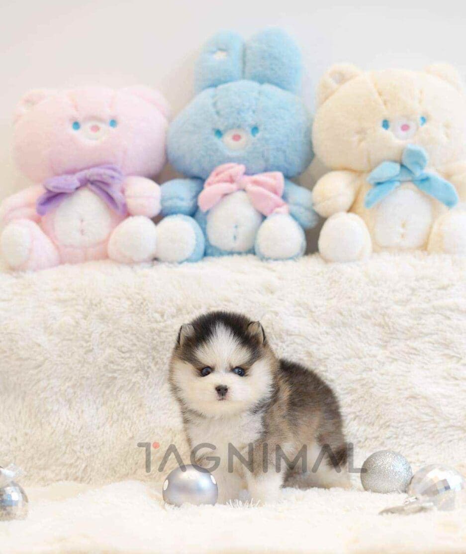 Pomsky puppy for sale, dog for sale at Tagnimal