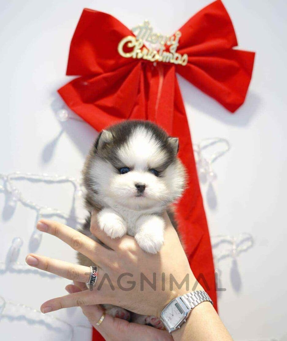 Pomsky puppy for sale, dog for sale at Tagnimal