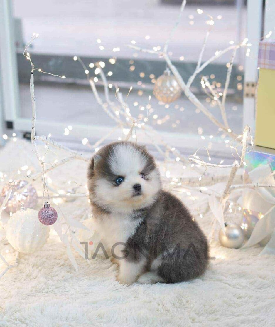 Pomsky puppy for sale, dog for sale at Tagnimal