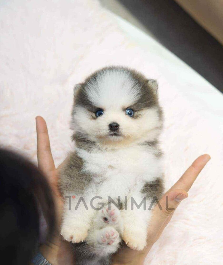 Pomsky puppy for sale, dog for sale at Tagnimal