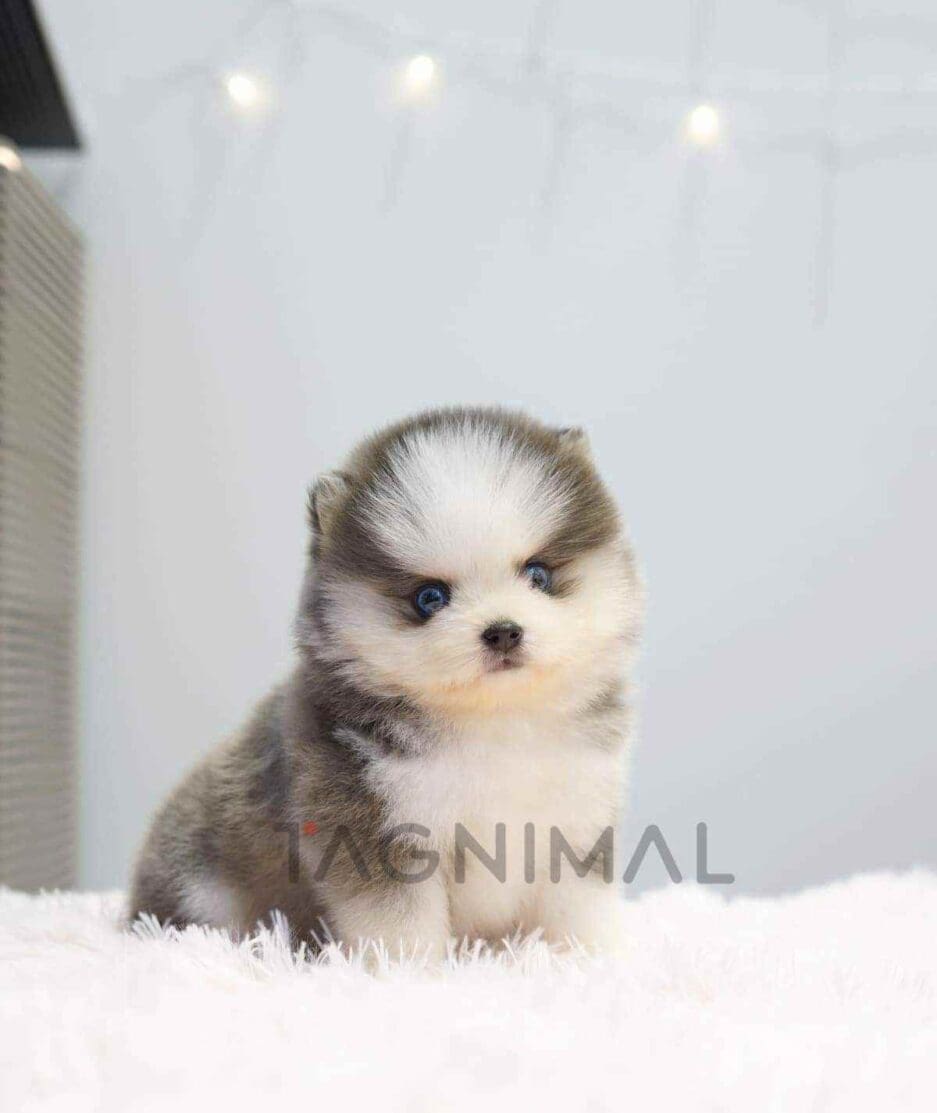 Pomsky puppy for sale, dog for sale at Tagnimal