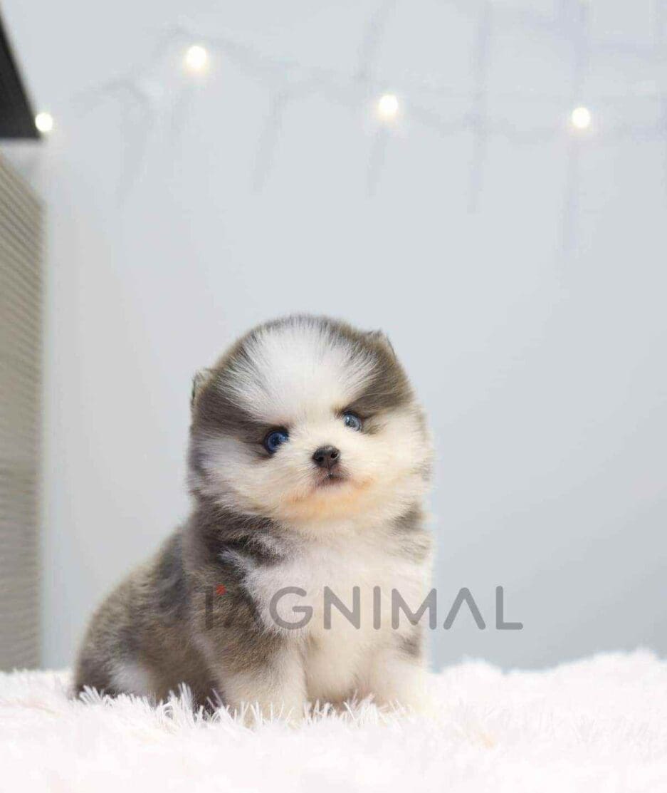 Pomsky puppy for sale, dog for sale at Tagnimal