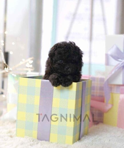 Poodle puppy for sale, dog for sale at Tagnimal