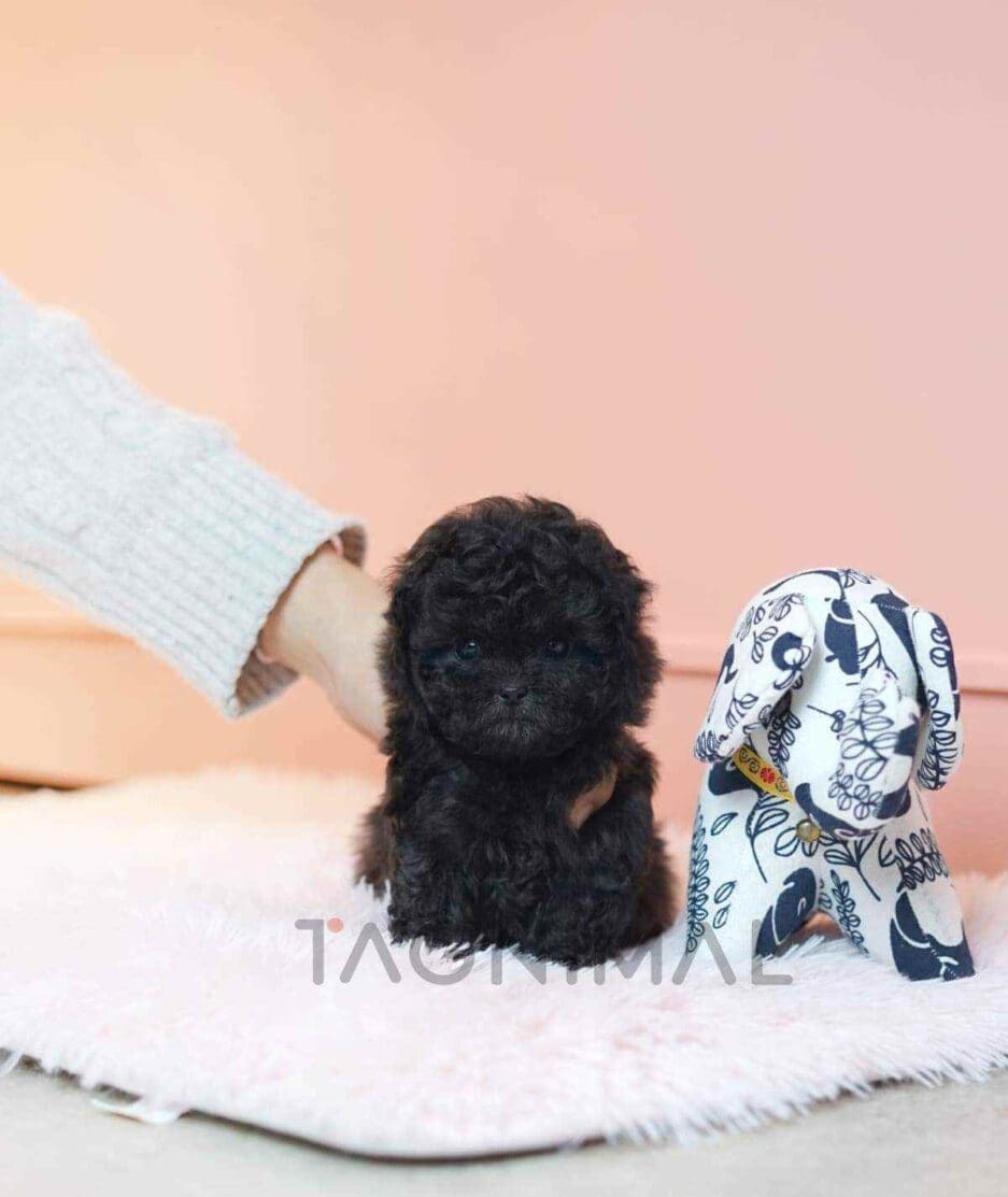 Poodle puppy for sale, dog for sale at Tagnimal