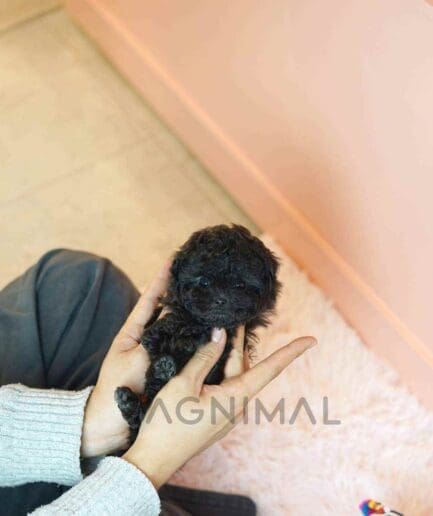 Poodle puppy for sale, dog for sale at Tagnimal