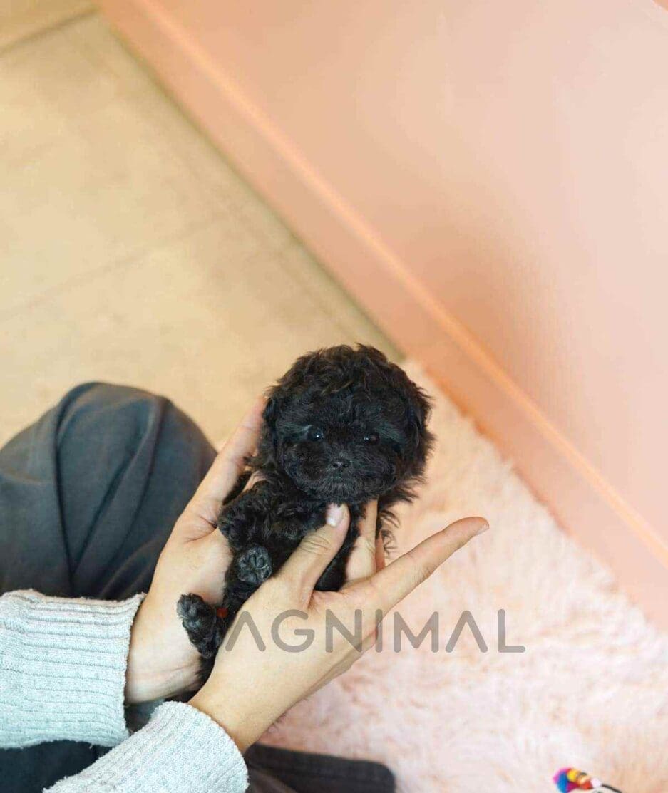 Poodle puppy for sale, dog for sale at Tagnimal