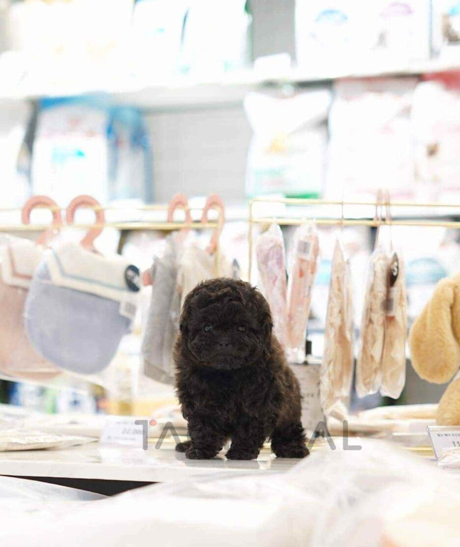 Poodle puppy for sale, dog for sale at Tagnimal