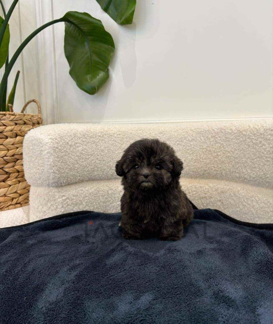 Poodle puppy for sale, dog for sale at Tagnimal