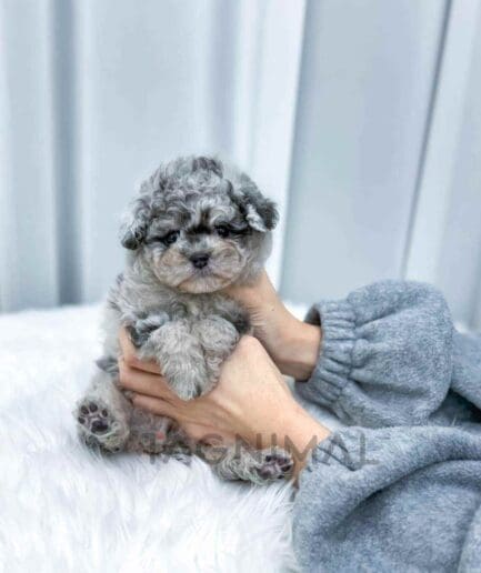 Poodle puppy for sale, dog for sale at Tagnimal