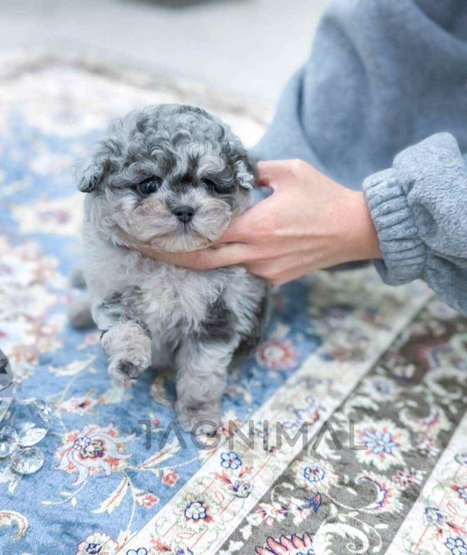 Poodle puppy for sale, dog for sale at Tagnimal