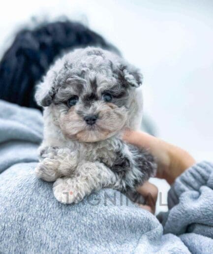 Poodle puppy for sale, dog for sale at Tagnimal