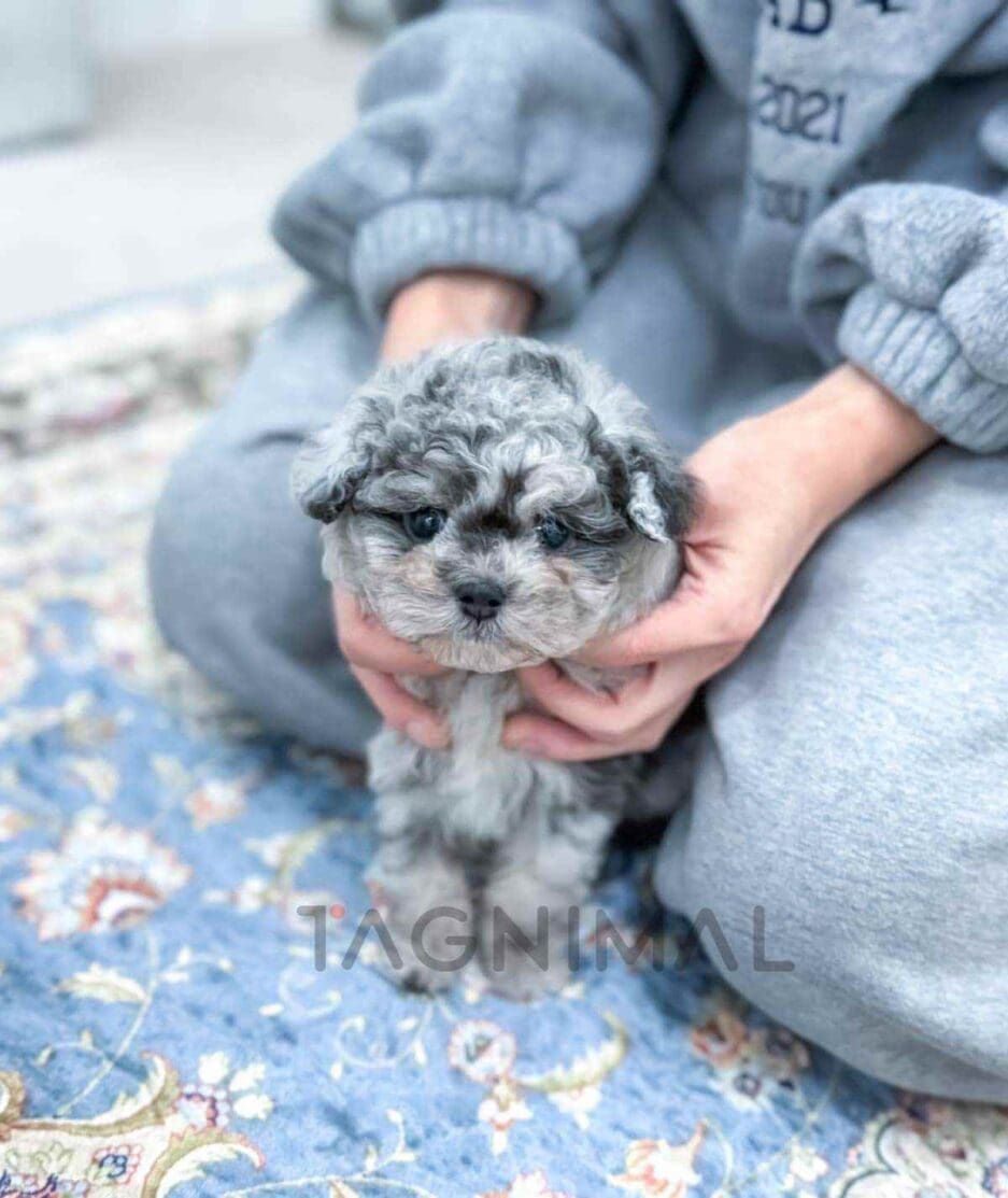 Poodle puppy for sale, dog for sale at Tagnimal