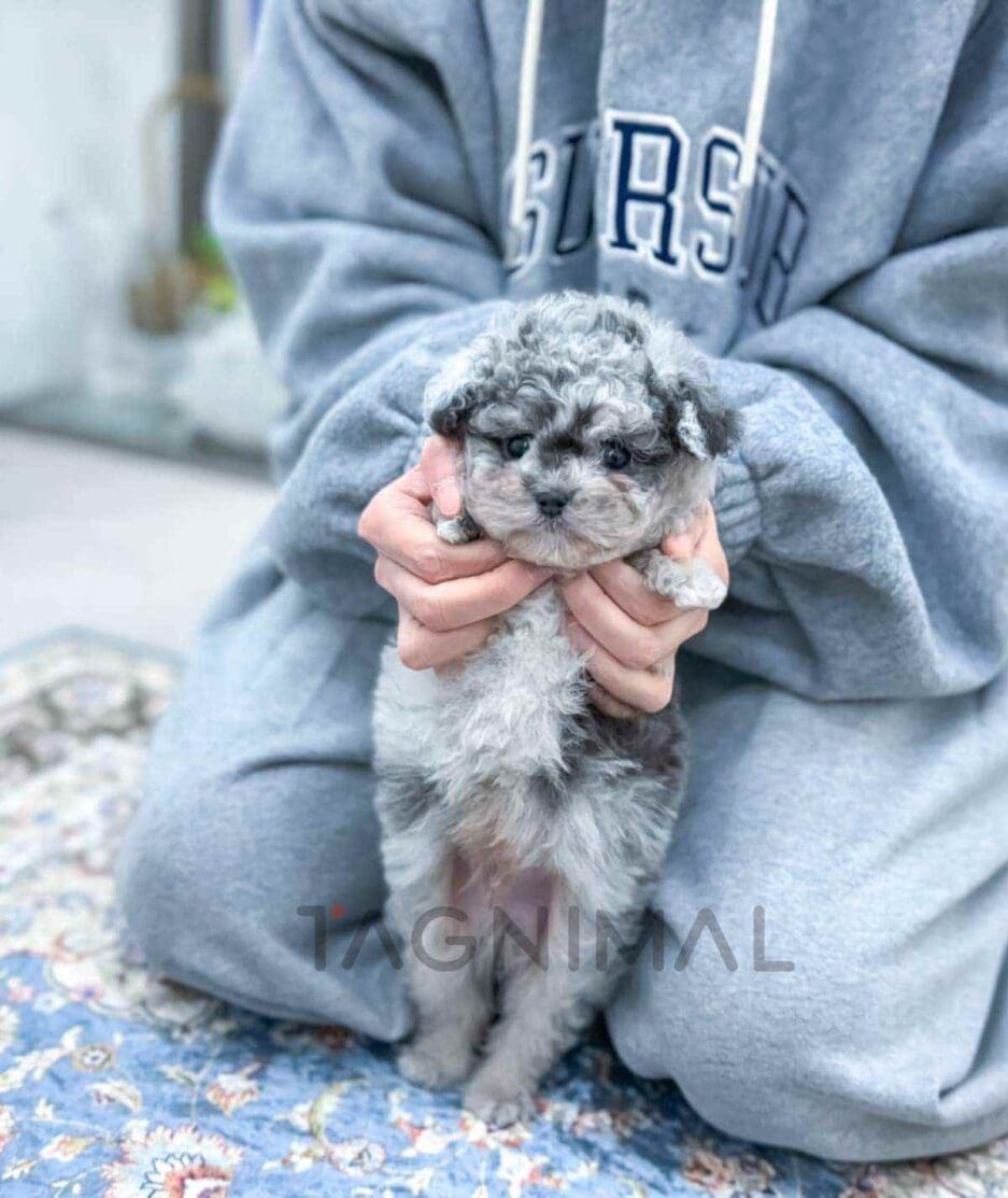 Poodle puppy for sale, dog for sale at Tagnimal