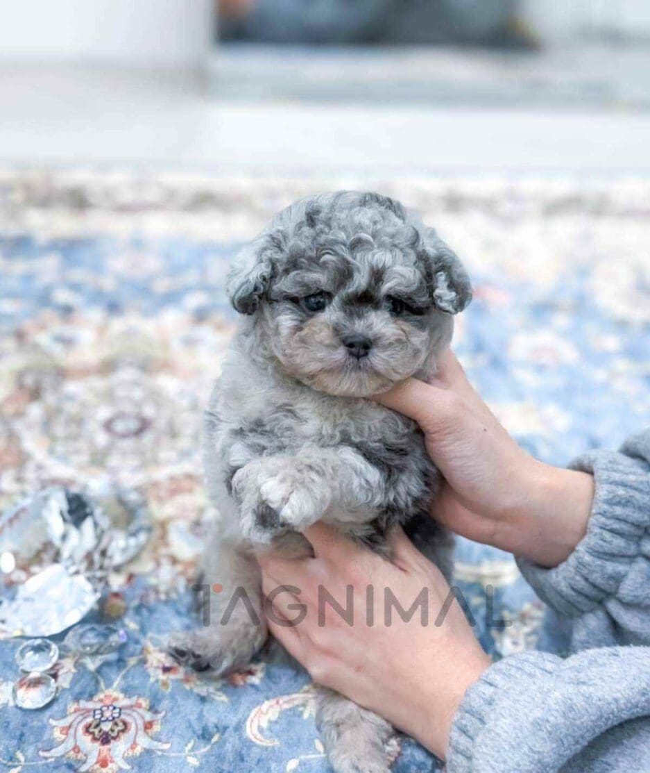 Poodle puppy for sale, dog for sale at Tagnimal