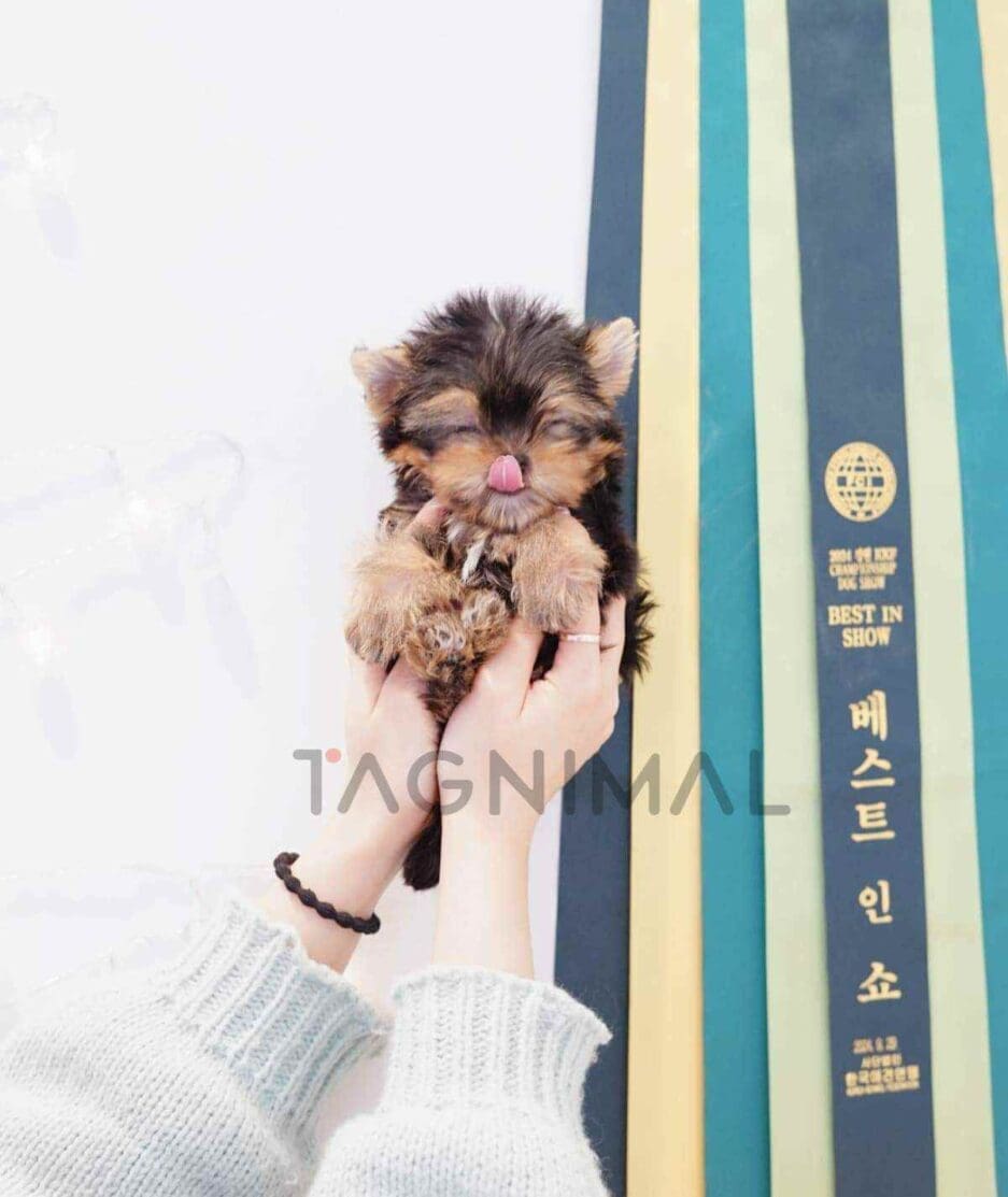 Yorkshire Terrier puppy for sale, dog for sale at Tagnimal