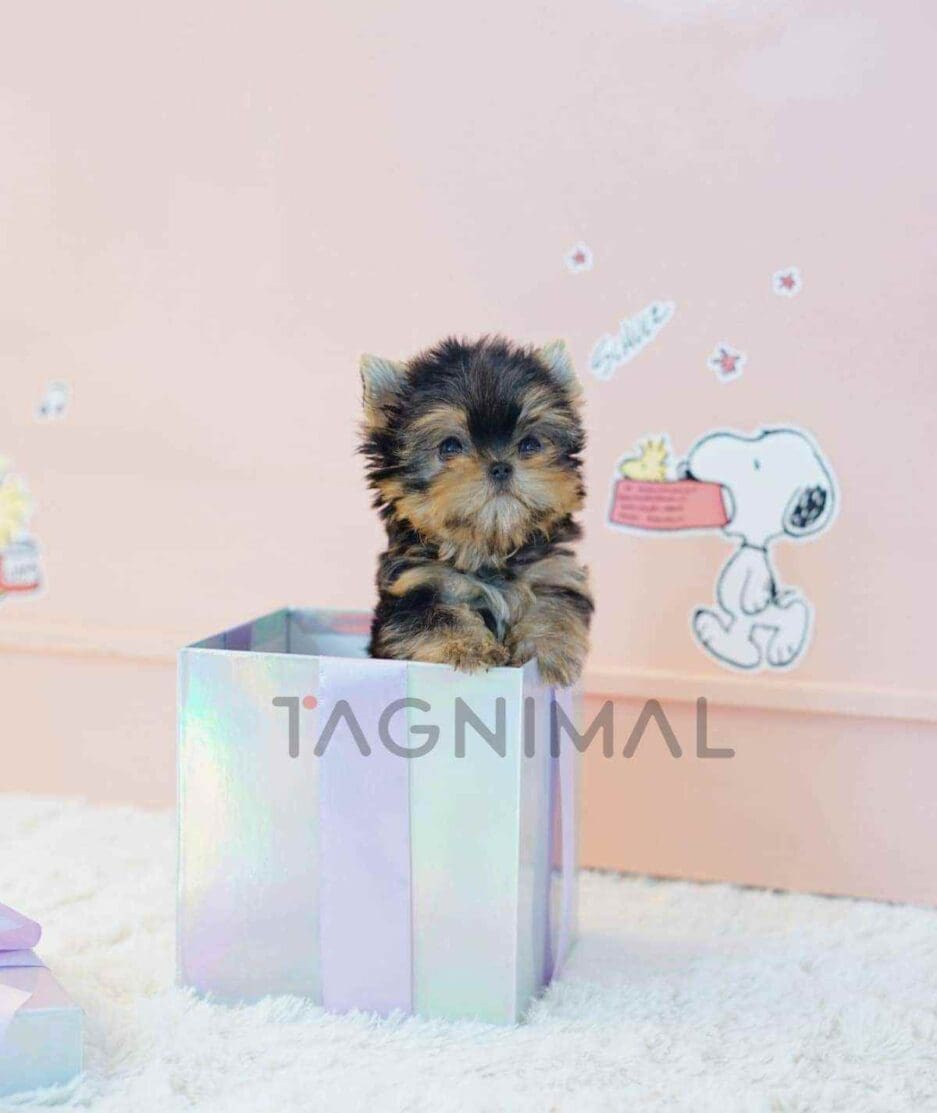 Yorkshire Terrier puppy for sale, dog for sale at Tagnimal