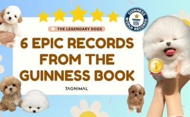 6 epic dog records from the Guinness book Tagnimal