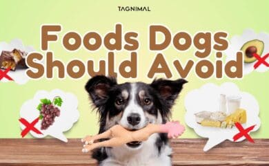 Foods dogs should avoid Tagnimal