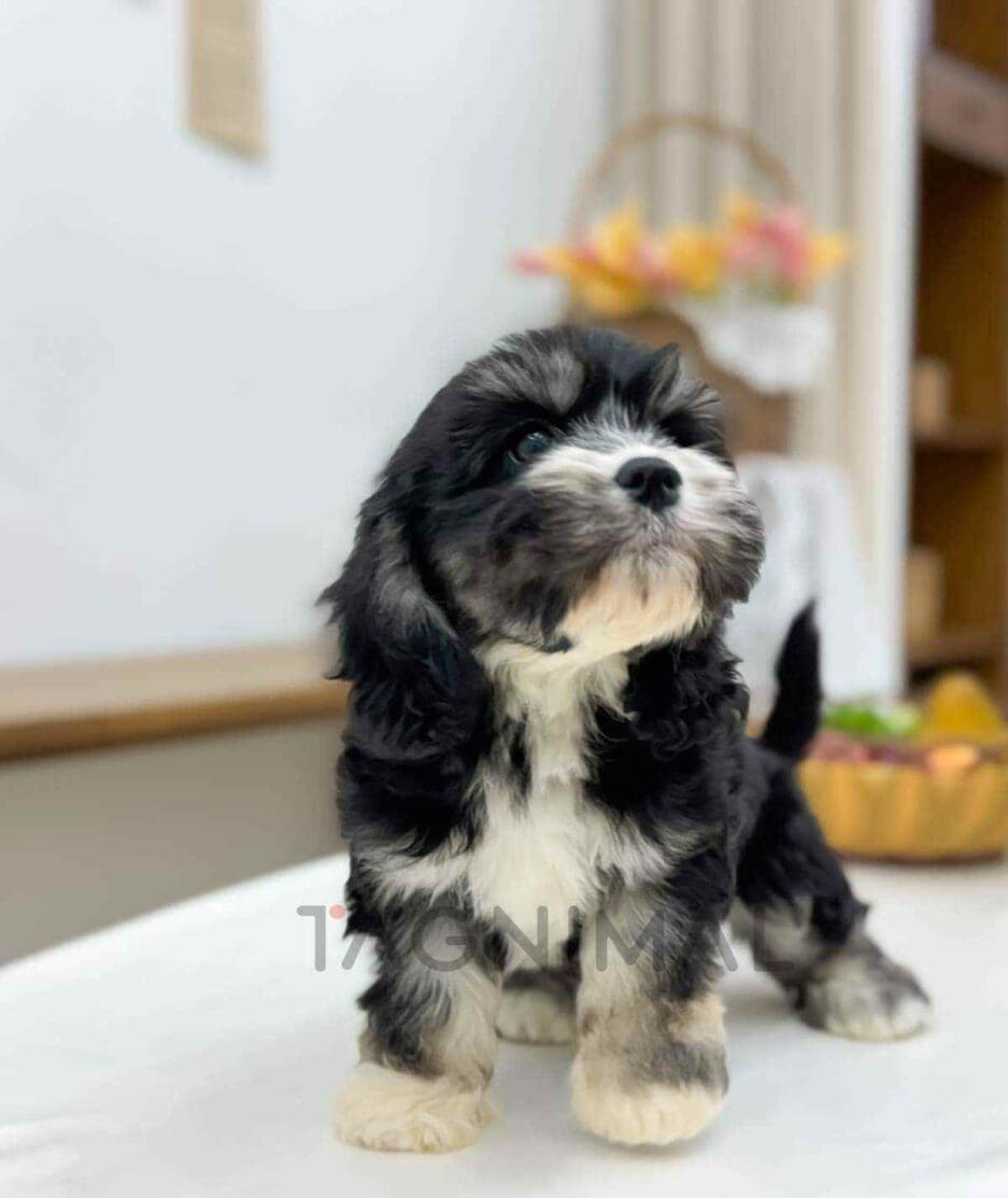 Bernedoodle puppy for sale, dog for sale at Tagnimal