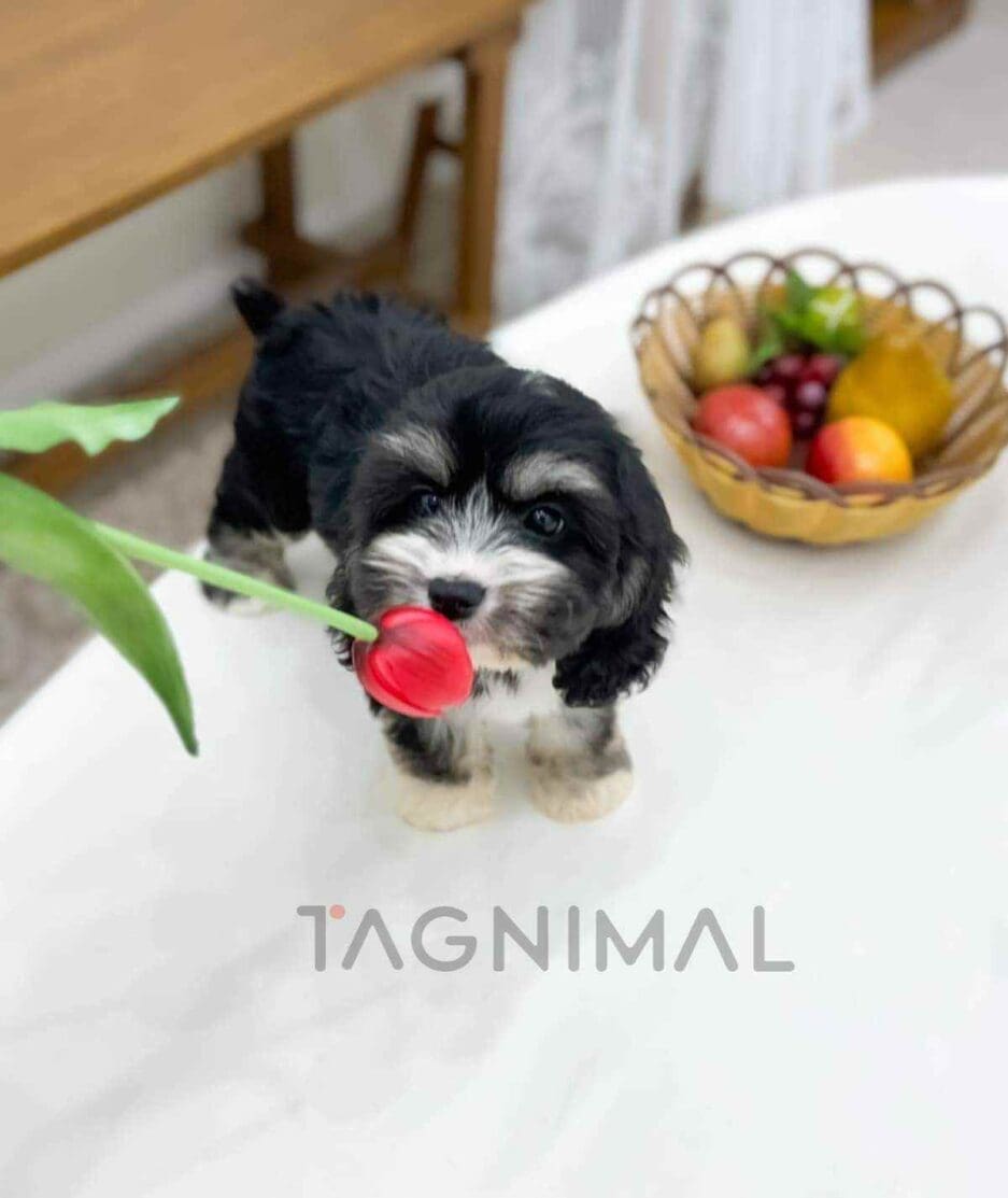 Bernedoodle puppy for sale, dog for sale at Tagnimal