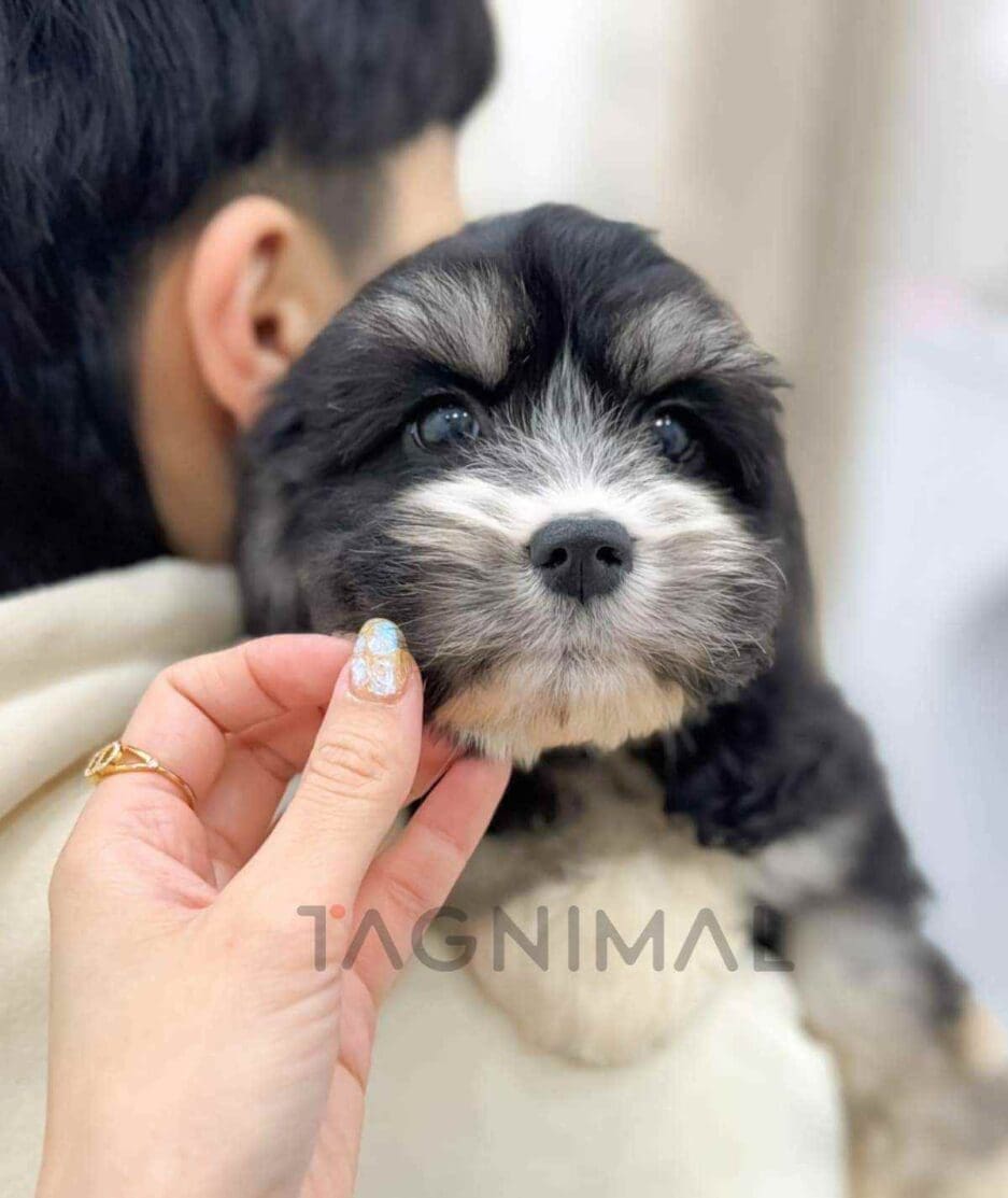 Bernedoodle puppy for sale, dog for sale at Tagnimal