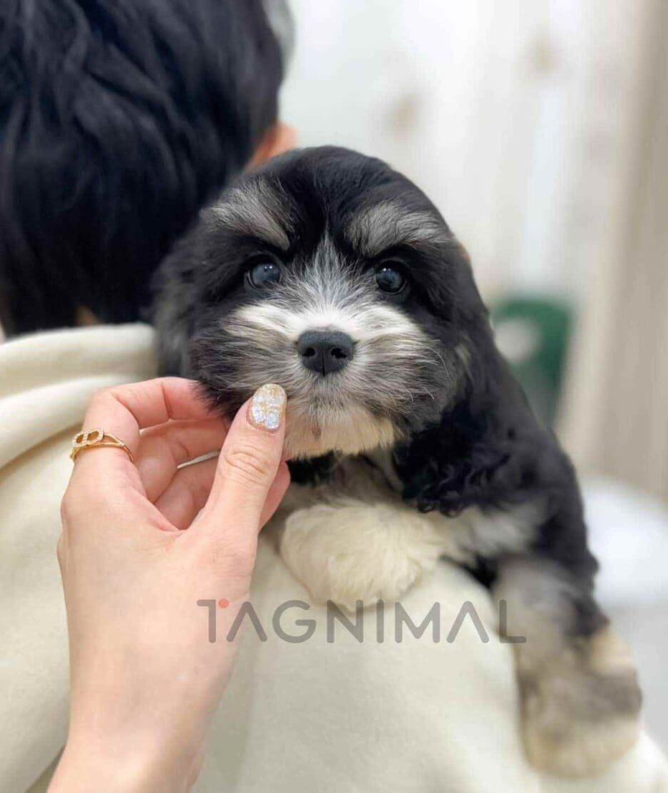 Bernedoodle puppy for sale, dog for sale at Tagnimal