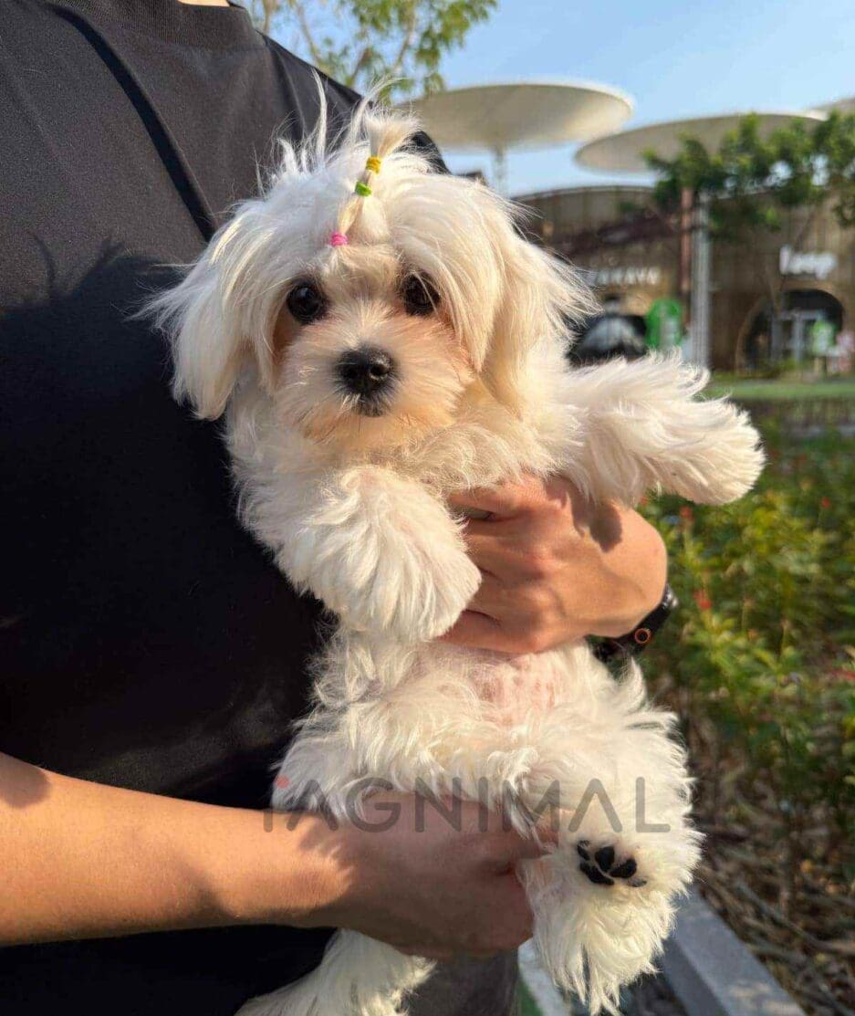 Maltese puppy for sale, dog for sale at Tagnimal