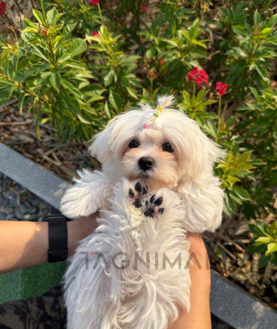 Maltese puppy for sale, dog for sale at Tagnimal