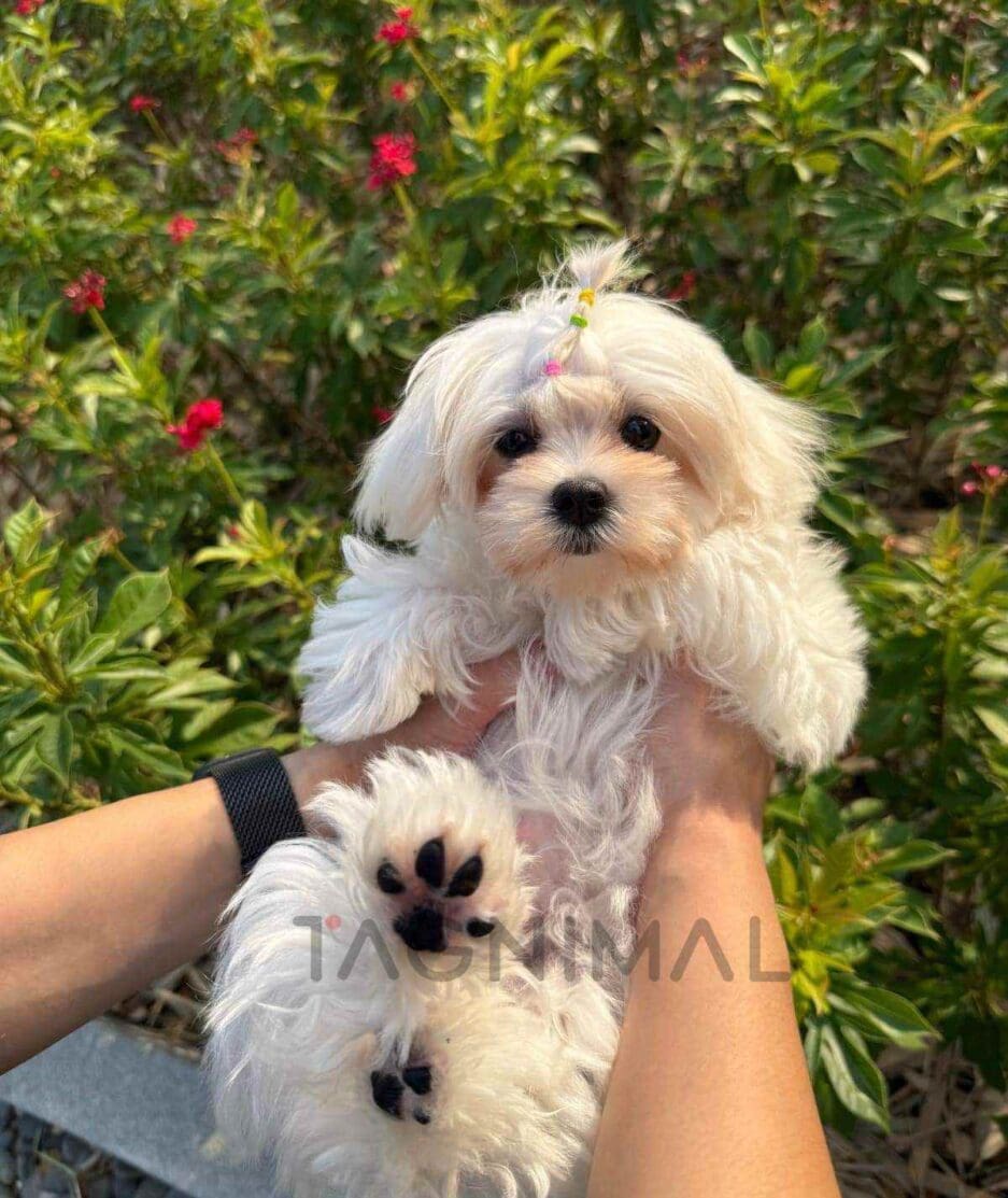 Maltese puppy for sale, dog for sale at Tagnimal