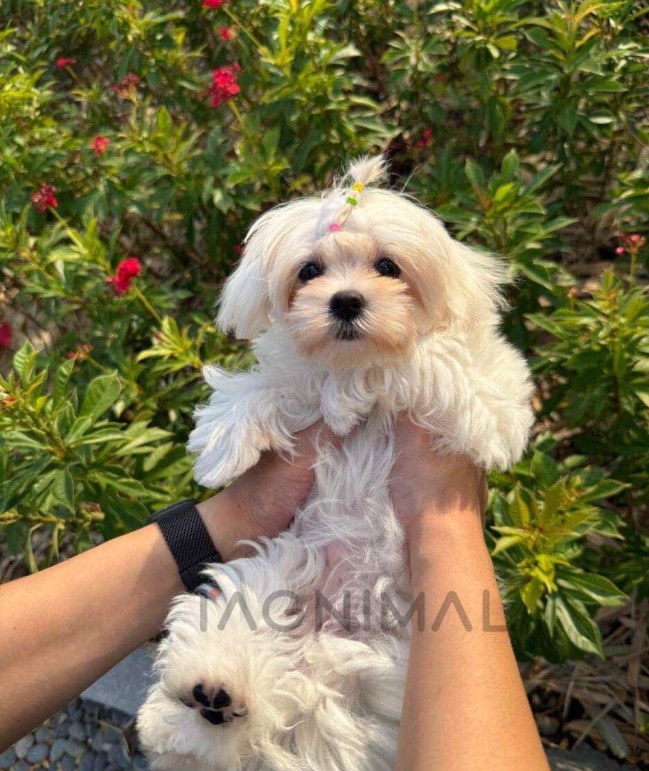 Maltese puppy for sale, dog for sale at Tagnimal