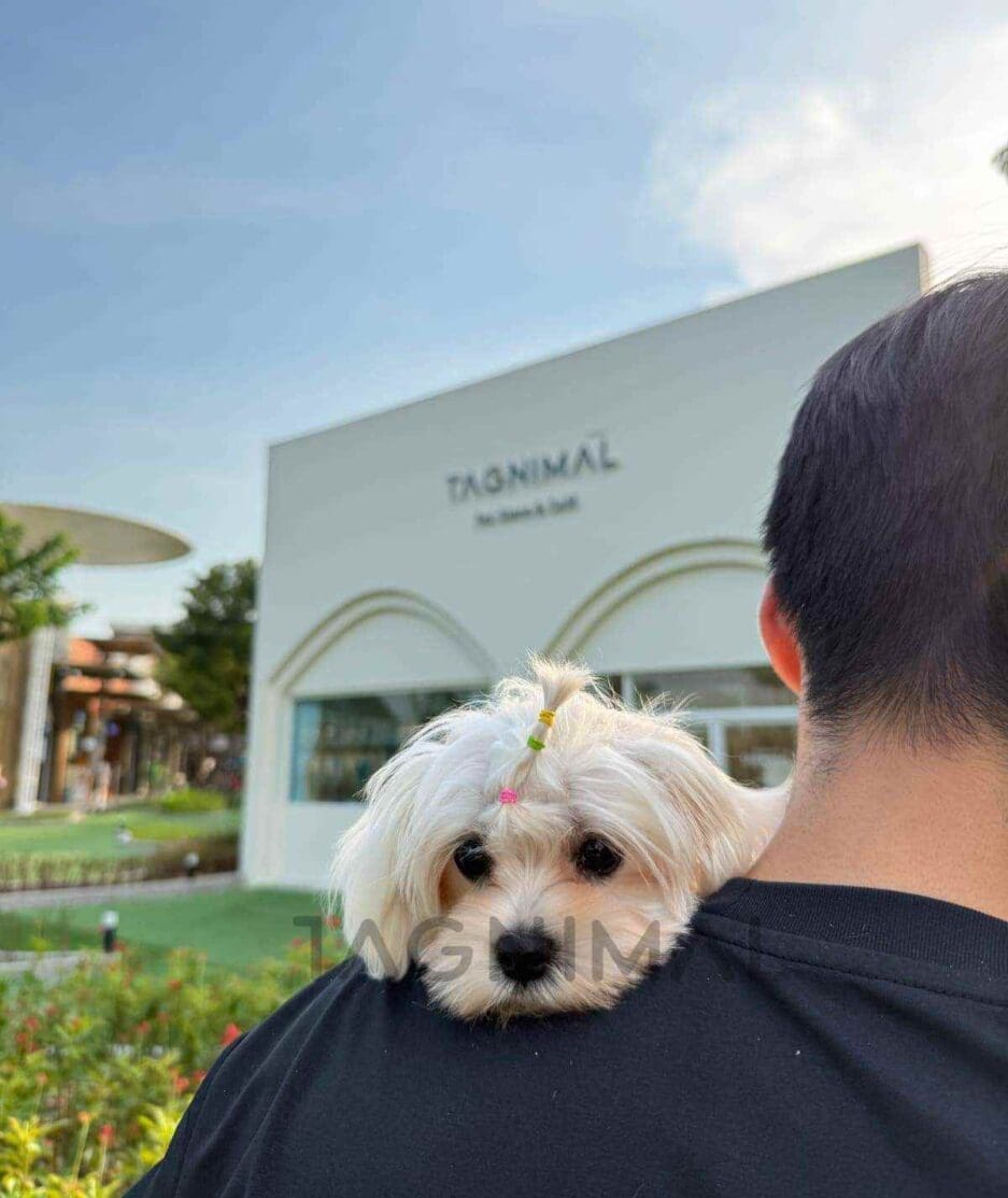 Maltese puppy for sale, dog for sale at Tagnimal