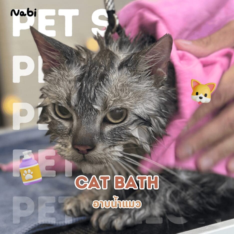 ร้านอาบน้ำแมว Tagnimal Nabi Pet Salon