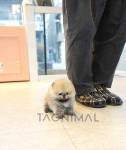 Pomeranian puppy for sale, dog for sale at Tagnimal