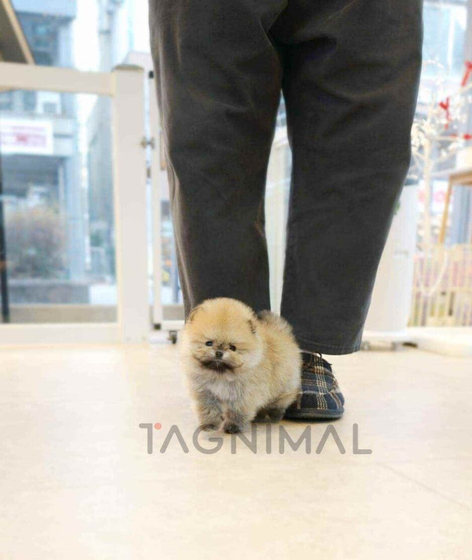 ขายลูกสุนัขปอมเมอเรเนียน ซื้อสุนัข ซื้อหมา ได้ที่ Tagnimal